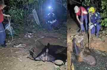 Guaraniaçu – Bombeiros resgatam cavalo de fossa no interior do município